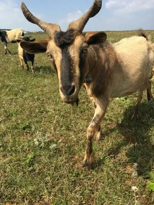 高原明珠,北大营大草原. - 美篇