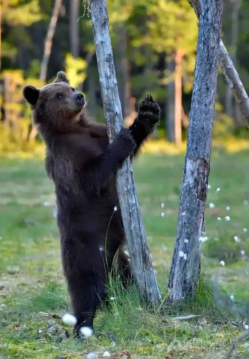 在野生动物的棕色的熊崽