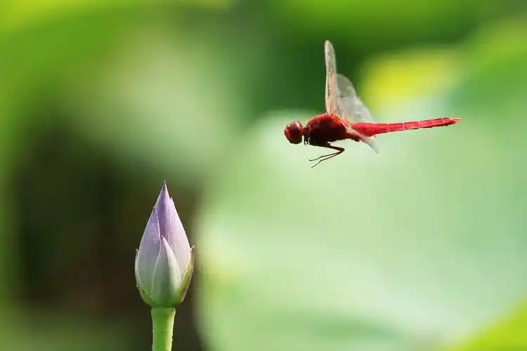 小荷才露尖尖角早有蜻蜓立上头