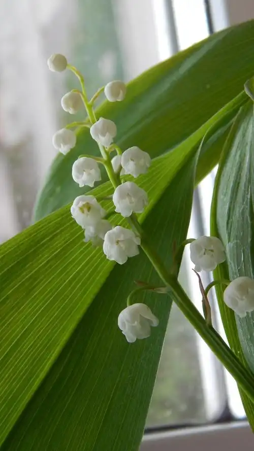 山谷的百合花,白色的花,春天,花,绽放,美丽,微距摄影