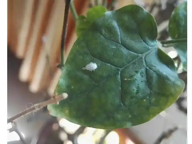 茉莉花叶子上有小白虫怎么办