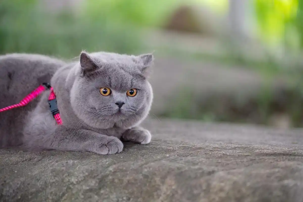 英短 蓝猫 纯蓝色 英国短毛猫 沐米猫舍 适合当种猫