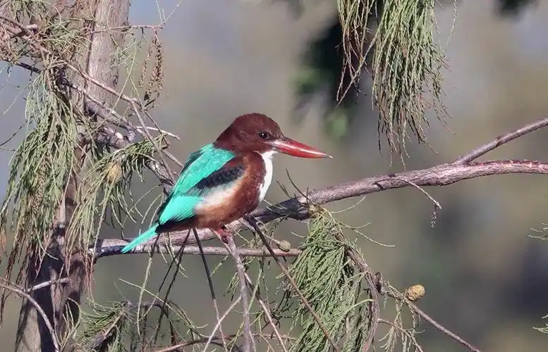 靓丽的白胸翡翠鸟