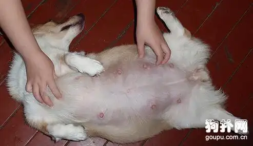 如何判断狗狗是否怀孕