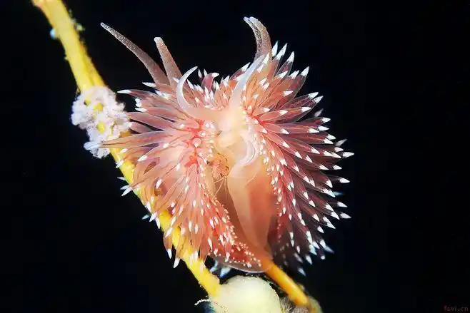 alexander semenov:海底奇异生物