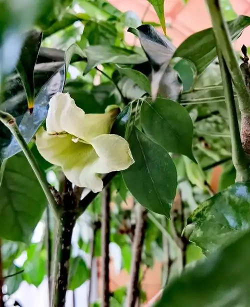 幸福树花开幸福家