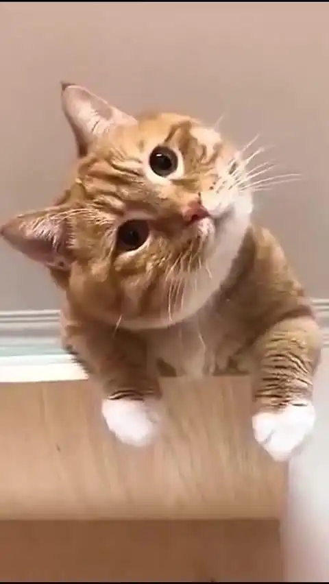 可爱暴击呆萌歪头杀