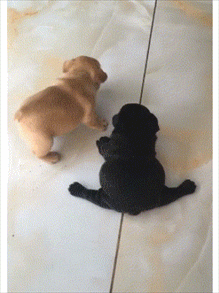 两只小奶狗自学劈叉 主人:成精了?用不用把学区房给你们买好先?