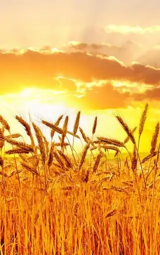 阳光下的金黄色麦田风景图片壁纸