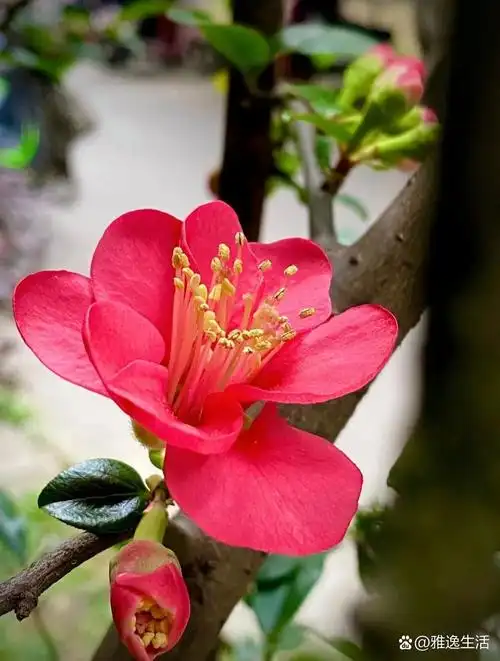 无论在公园里还是庭院中,海棠花总是能吸引人们的目光,成为春天里最