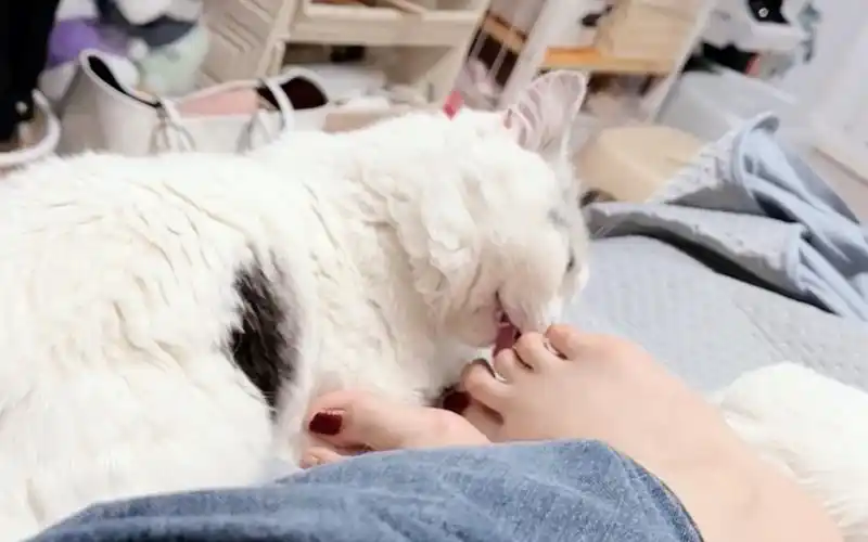 追着舔我的脚丫子,最后还嫌弃我09大家评评理