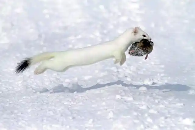 原创鼬科不好惹体长不到30厘米的伶鼬是个爱吃田鼠脑子的杀手