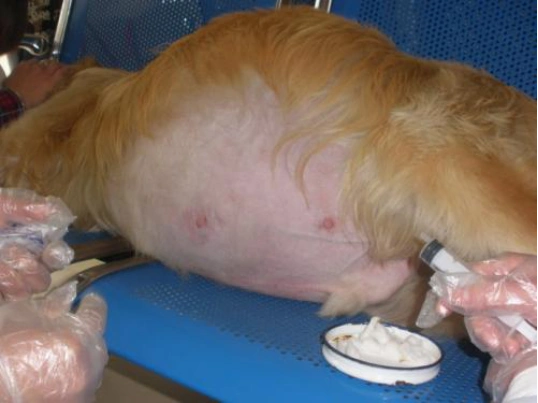 狗狗肚子,除了怀孕很有可能是这个原因!