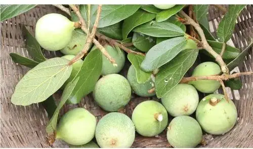 春光里, 唇齿之间的丽水山林-新闻中心-丽水网