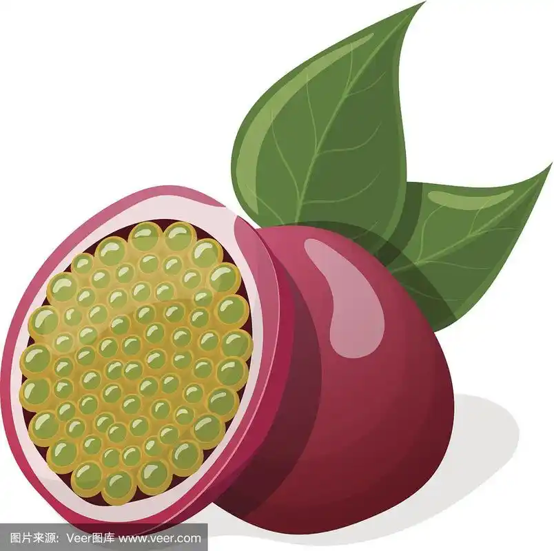 百香果,叶子孤立在白色背景上.矢量图