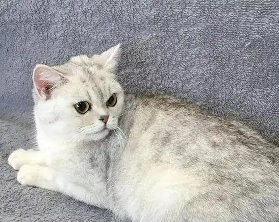 的蒲公英银渐层还是出了名掉毛比较厉害的猫咪,尽管它们的毛发比较短