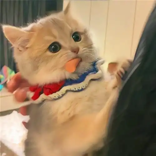 可爱小猫咪头像卡哇伊图片