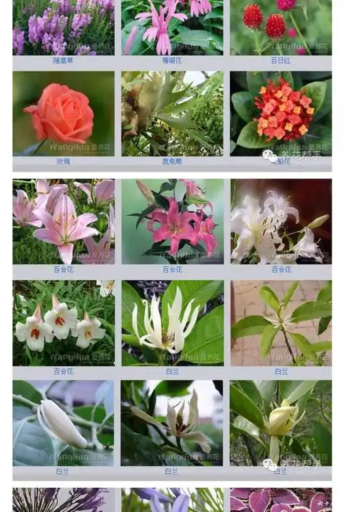 花卉名字大全