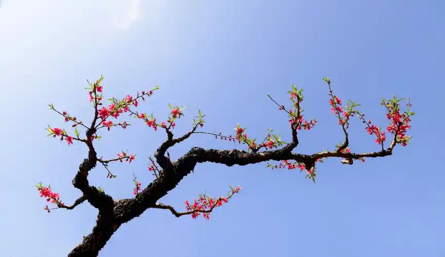 桃花——张焕贤花卉摄影作品选