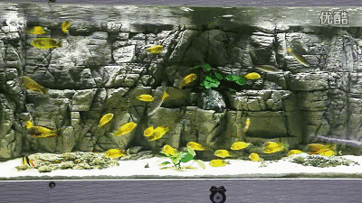 你真的会喂鱼吗?