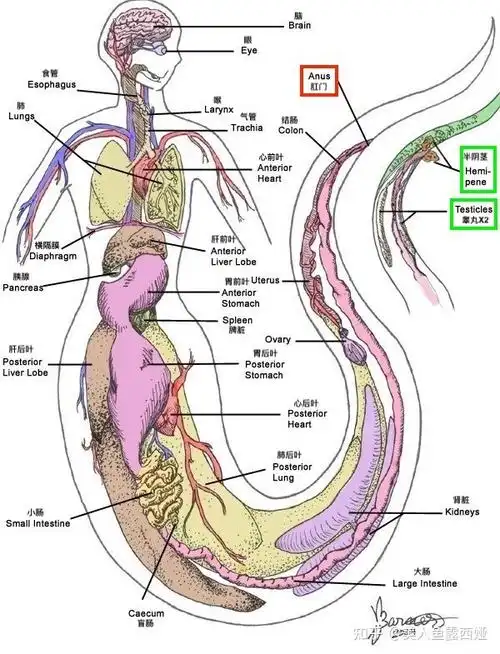 美人鱼解剖学冷知识美人鱼如何上厕所