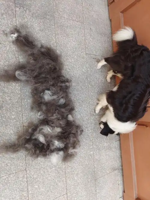 边牧的换毛季真让人头皮发麻