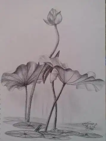 荷花素描图片荷花素描图片简单画法