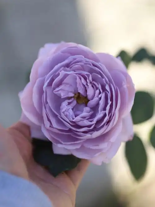 月季蓝色风暴的冬花