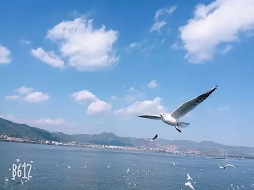 蓝天白云,海鸥展翅飞翔!
