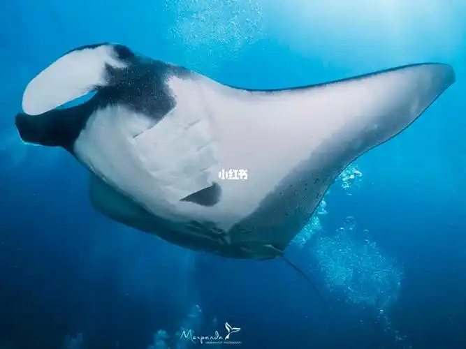 船宿潜水|similan 斯米兰,看大货manta