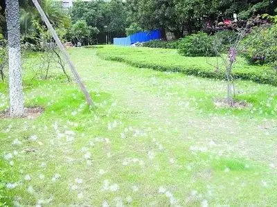 仙岳路金帝酒店西侧小路旁,木棉花絮落了一地.