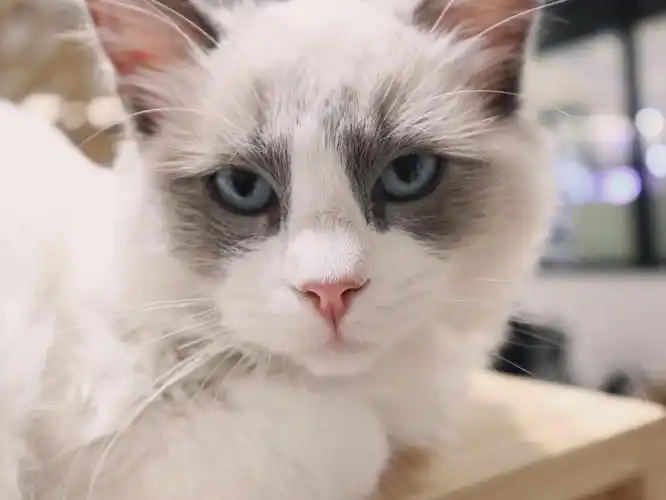 华为p40pro优秀的动物静物拍摄效果