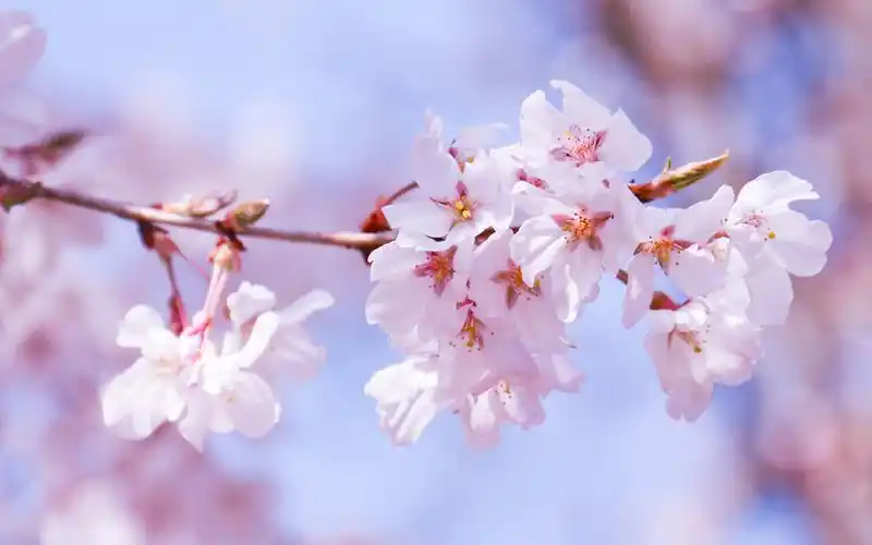 浪漫樱花唯美高清桌面壁纸