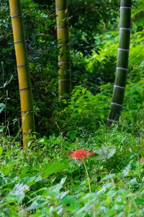 散文《竹林听雨》