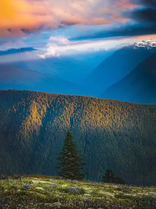 的浪漫与温暖  西雅图,这座位于美国华盛顿州的城市,以其迷人的风景