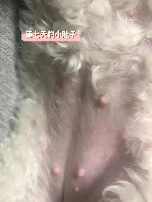 我家乖宝比熊怀孕啦