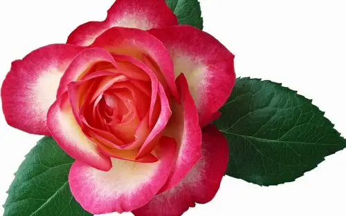 一朵玫瑰花大概多少钱(花店一朵玫瑰花大概多少钱)