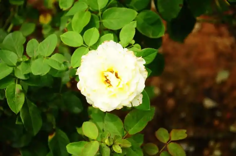 小景随拍!白色,红色的花朵为何没有粉色,黄色的花拍出有层次感呢?