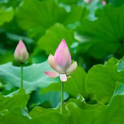 最好看的荷花头像盛开的美艳荷花图片