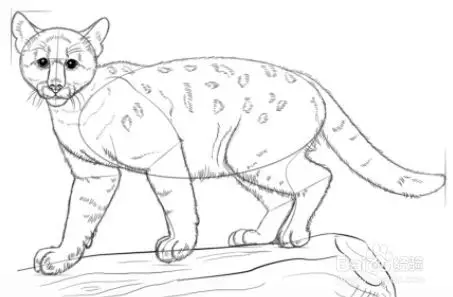 如何画小美洲狮