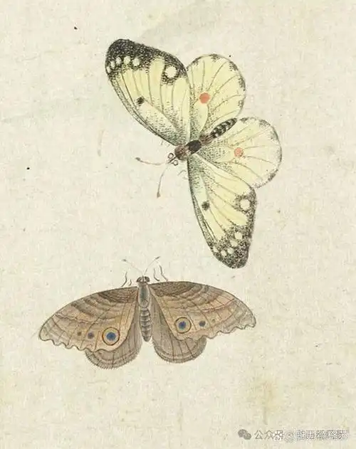 工笔蝴蝶作品欣赏 国画作品欣赏