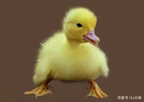 ps进阶抠图技巧:图片案例欣赏,第三章素材案例分享