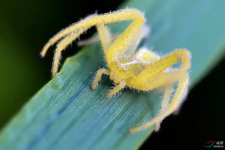 可爱的小蜘蛛