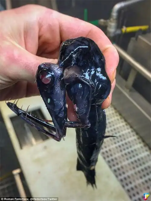 俄罗斯渔夫分享捕到的16张「深海异形」爆红,外星动物诡异程度完全
