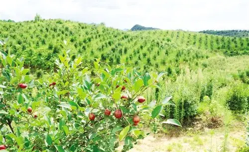 楠红油茶挂满果实