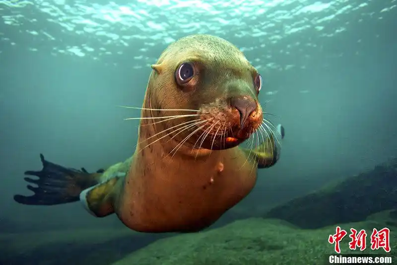 加拿大小海狮对镜头摆pose卖萌