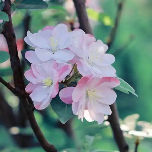 西府海棠太太太好看了