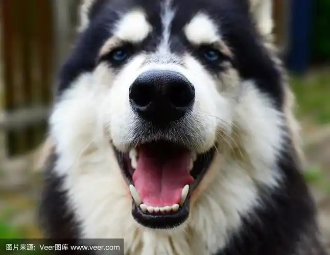 快乐的西伯利亚哈士奇对着镜头微笑,近景