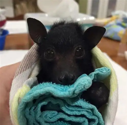 蝙蝠救援组织发布了可爱的蝙蝠照片,以展示它们实际上是多么无害_地球