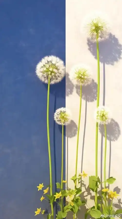 清新治愈花朵锁屏壁纸